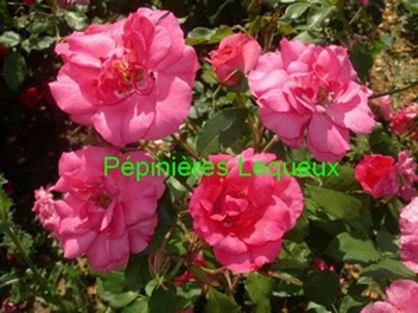 ROSY LA SEVILLANA Rosier buisson arbustif rose vif
